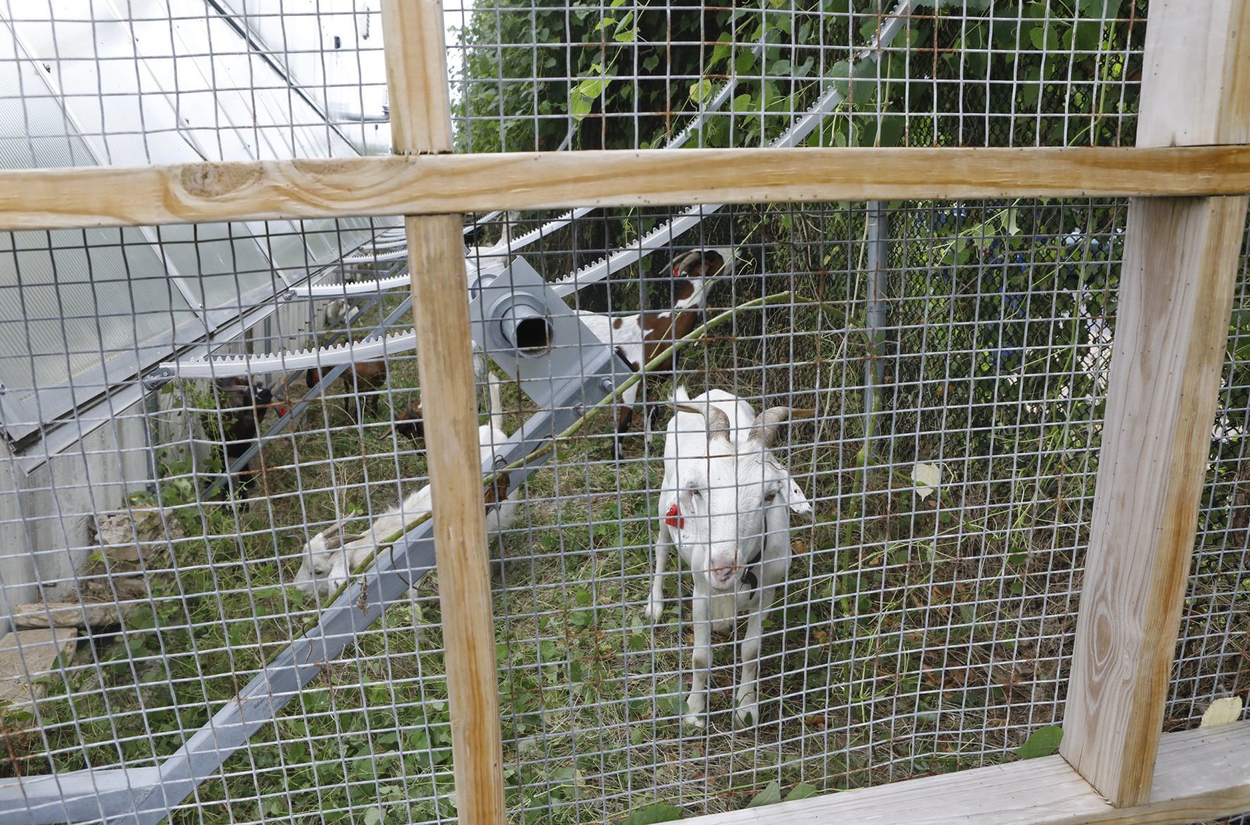 Goats make quick work of urban clearing